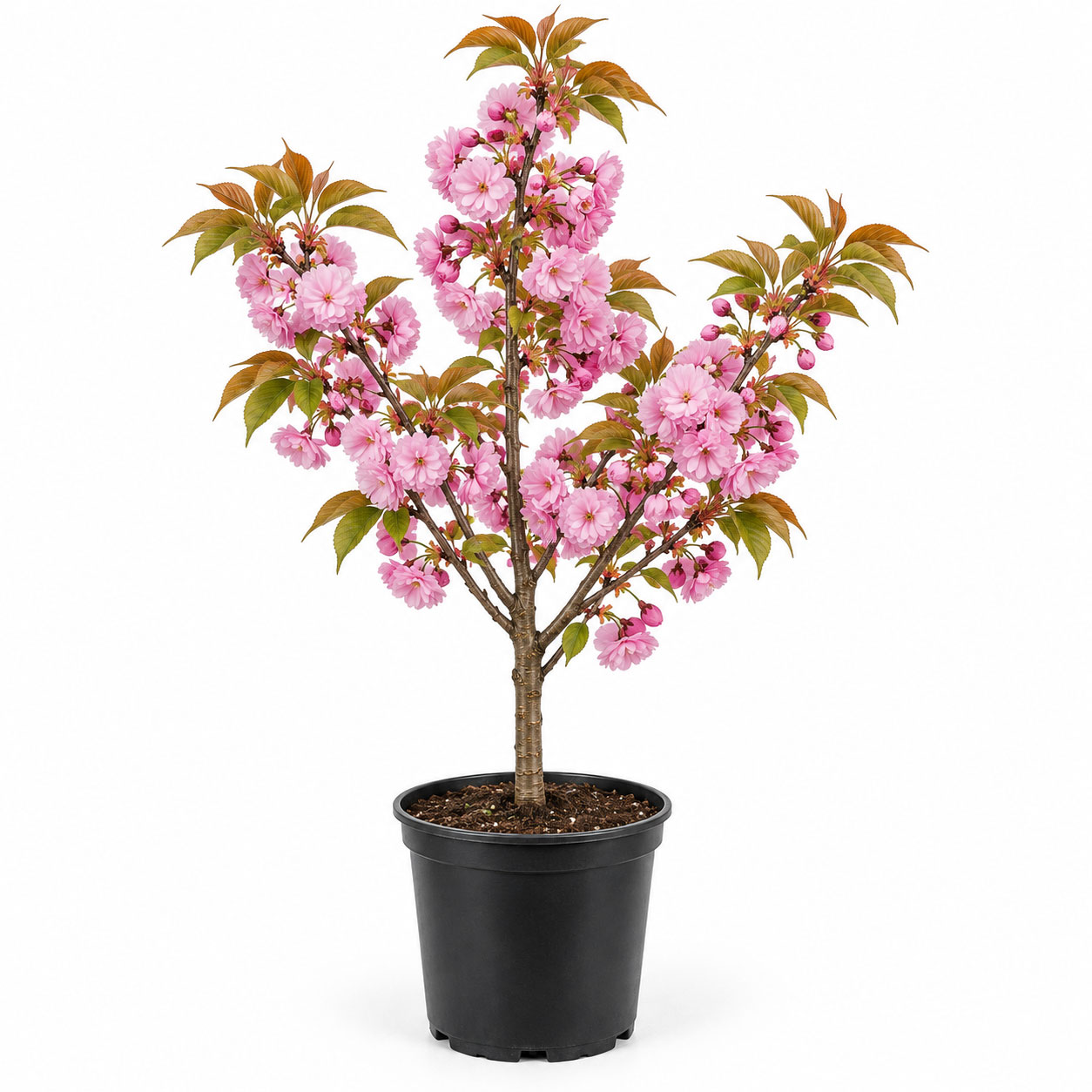 گیاه زینتی گوجه گل  prunus blireana
